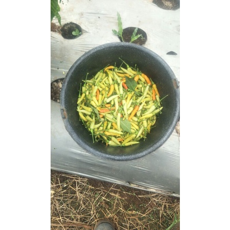 

CABAI RAWIT PETIK LANGSUNG DARI POHON 1 KG
