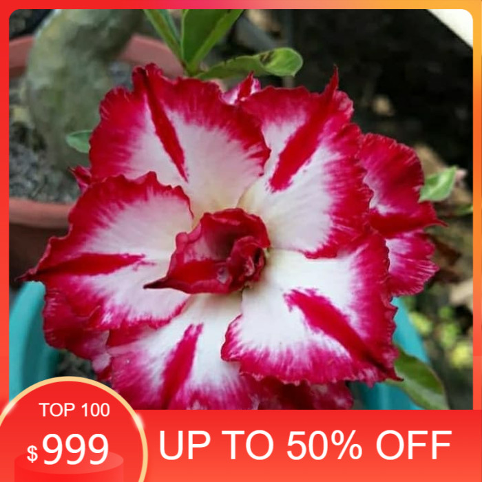 promo Bibit bunga kamboja adenium PMK