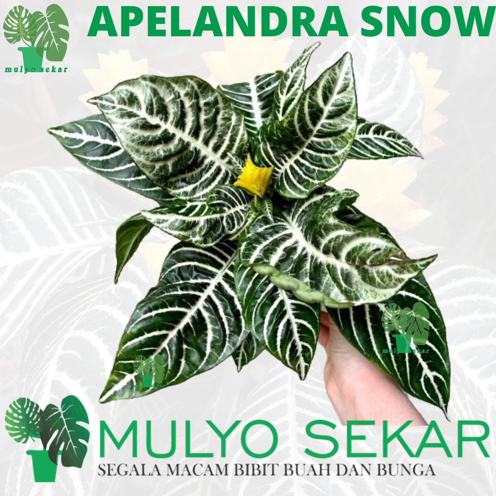 Tanaman hias Bunga Aphelandra Snow - indoor