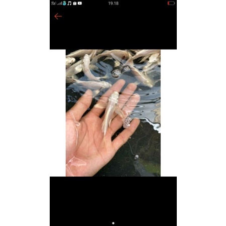 ikan hias koi platinum slayer