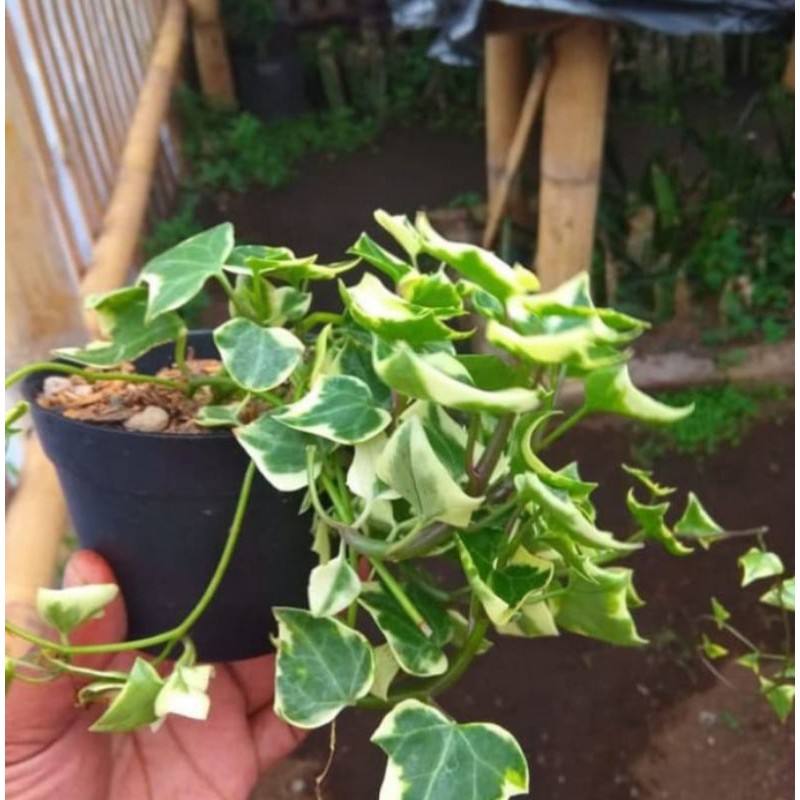 Tanaman Hias Ivy English/ Tanaman Hias Gantung Ivy English