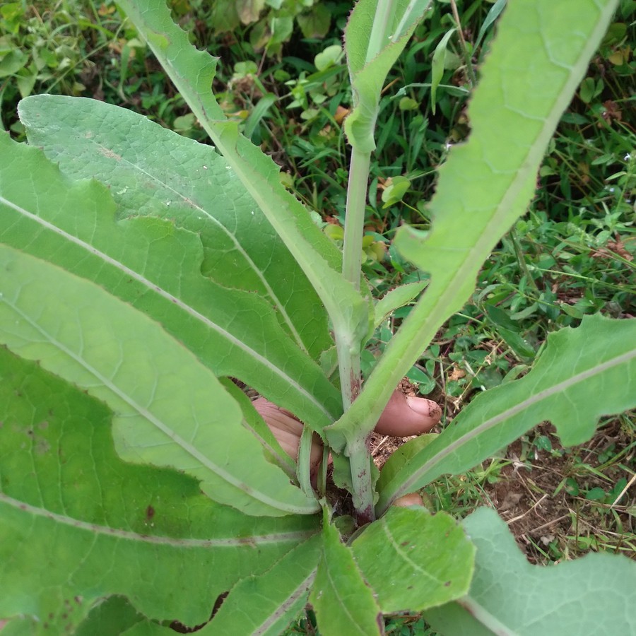 

DAUN TEMPUYUNG SEGAR 100gram