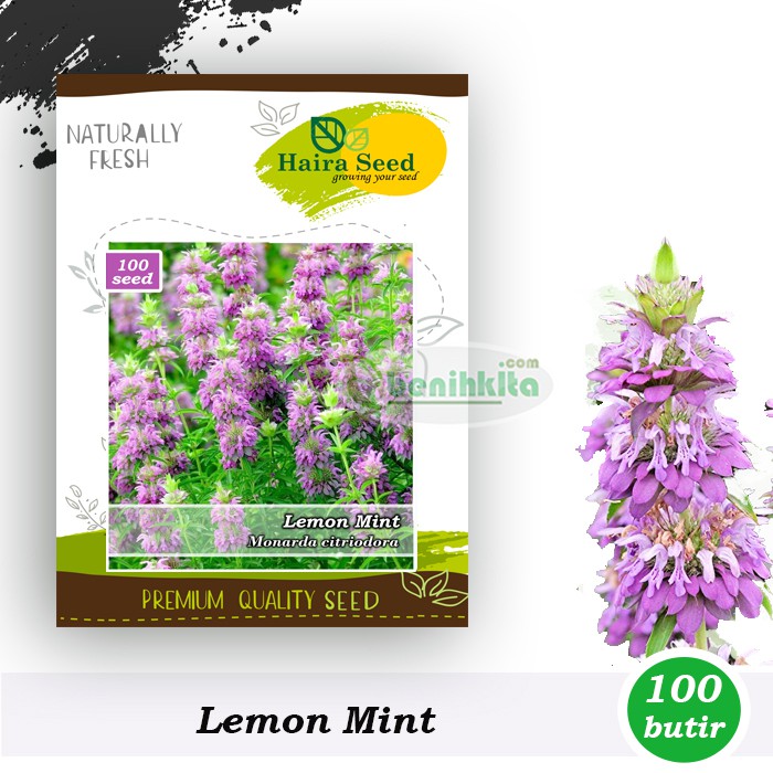 Benih-Bibit Lemon Mint (Haira Seed)