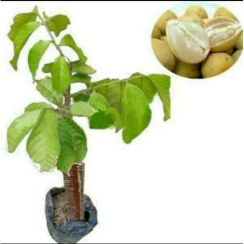 Tanaman duku non biji