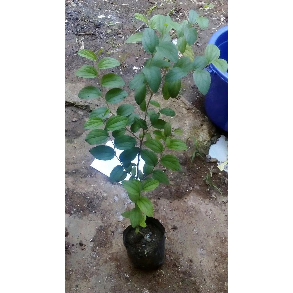 New Bibit Pohon Bidara / Widara / Sidr Arab Berduri - Ziziphus Mauritiana
