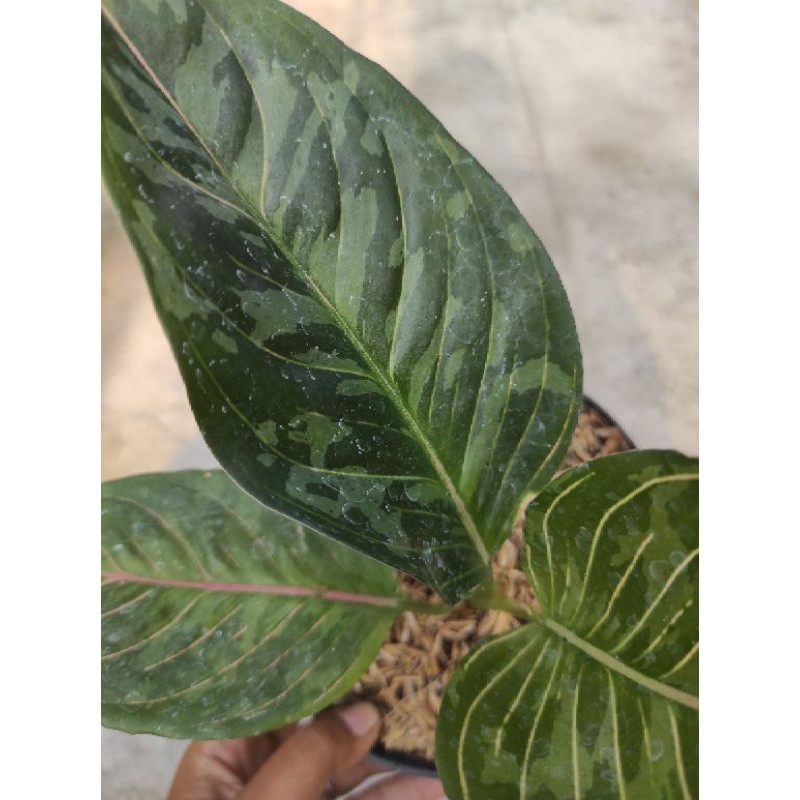 Aglaonema Pictum Tricolor Wikipedia Plant Reference