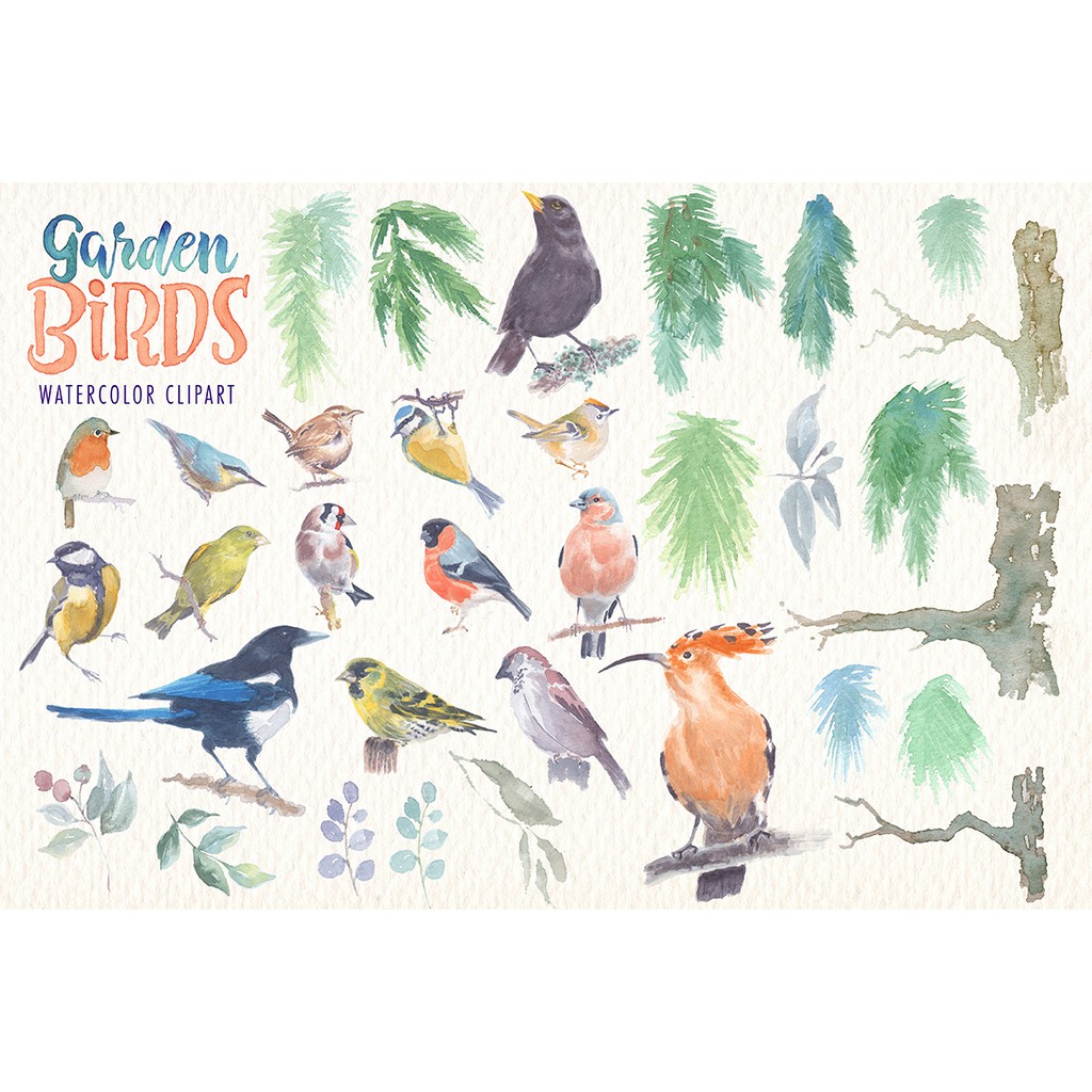 Garden Birds Watercolor Clipart - Vector Designs