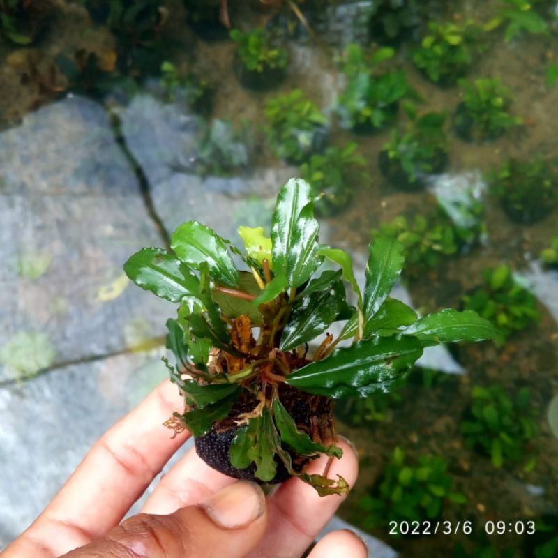 bucephalandra media wabikusa aquascape