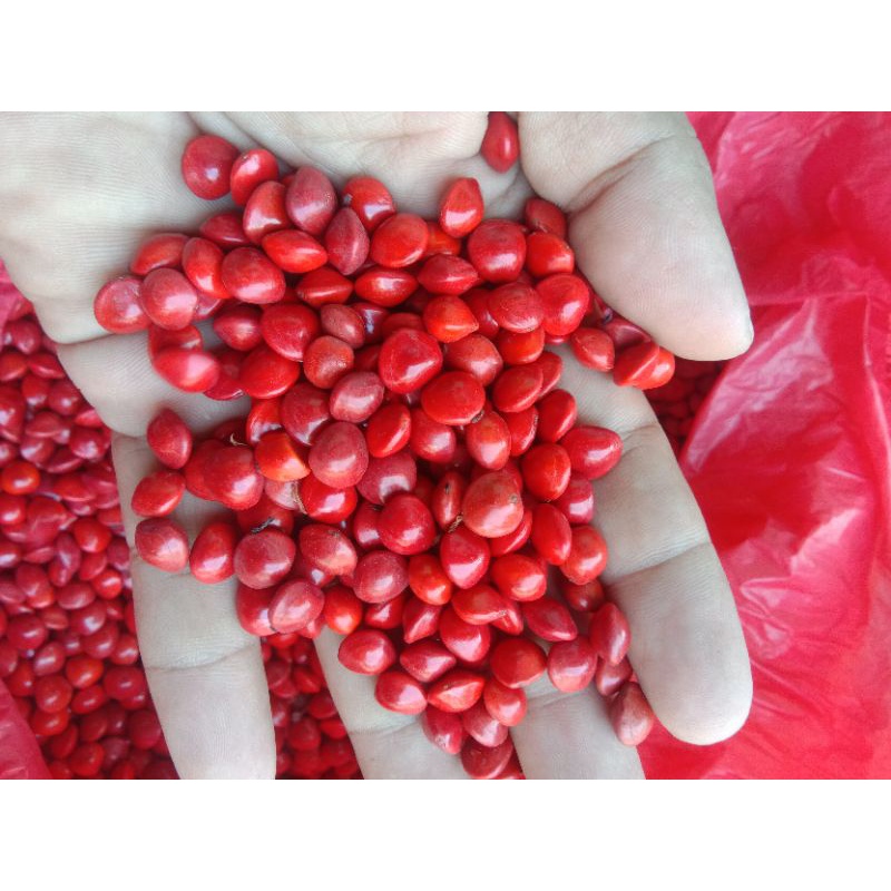 biji saga merah pohon