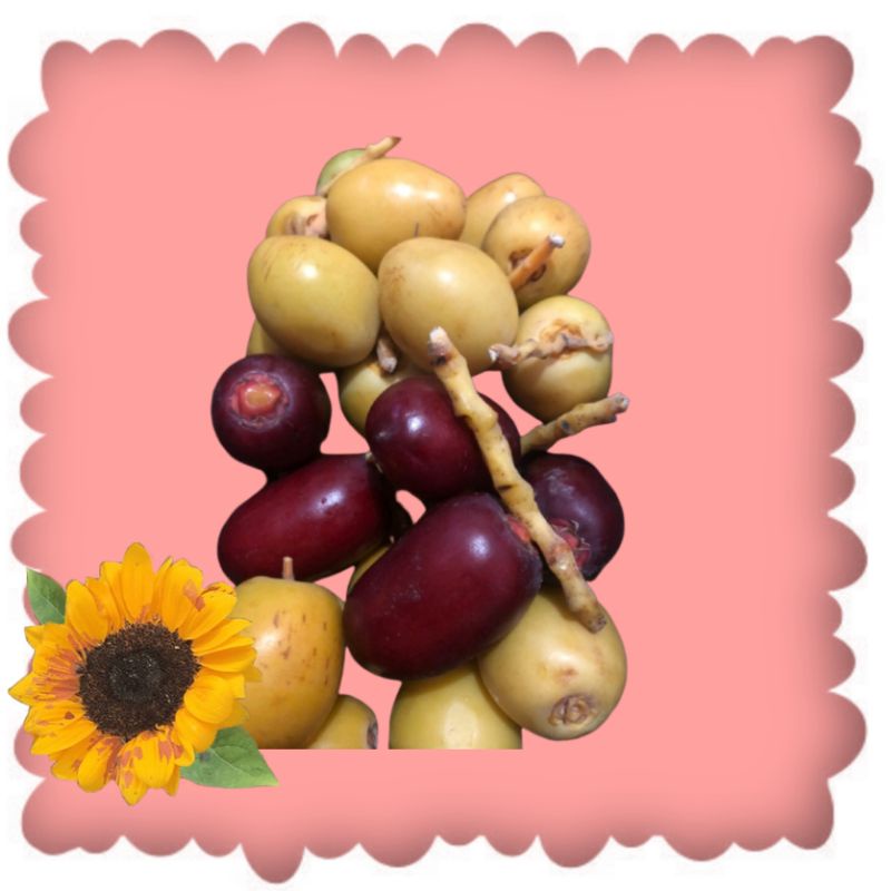 

Kurma Muda untuk Promil