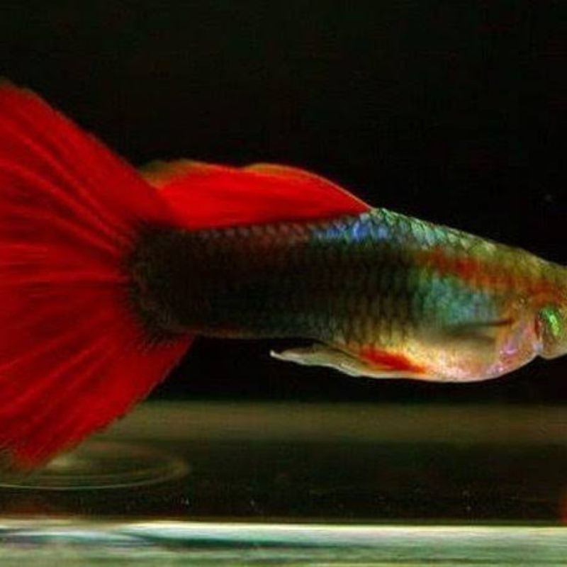 

ikan Guppy Hb red