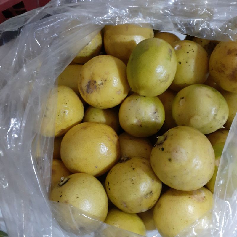 

jeruk lemon lokal