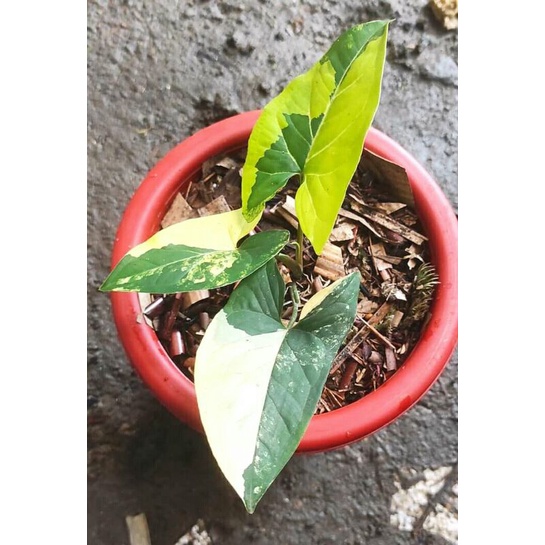 Syngonium Yellow Variegated / Singonium Varigata yellow