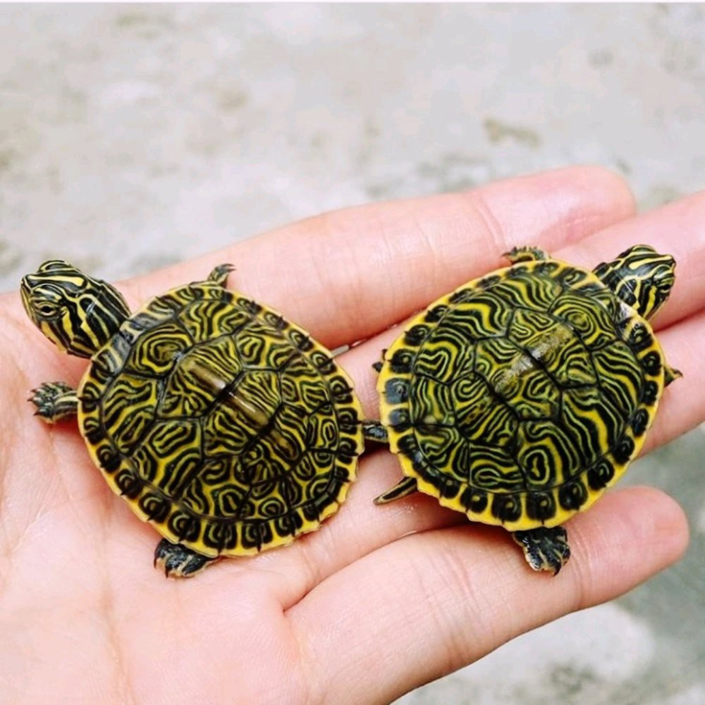 Update Kura Kura Peninsula Cooter Promo Shopee Indonesia