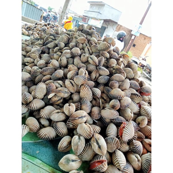 

kerang batu, kerang darah