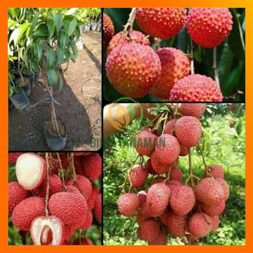 BIBIT LECI MERAH UNGGUL CEPAT BERBUAH