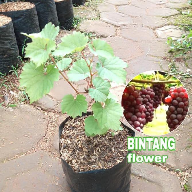 tanaman anggur merah/bibit buah anggur merah