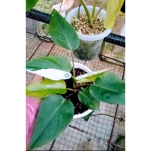 Philodendron white princess