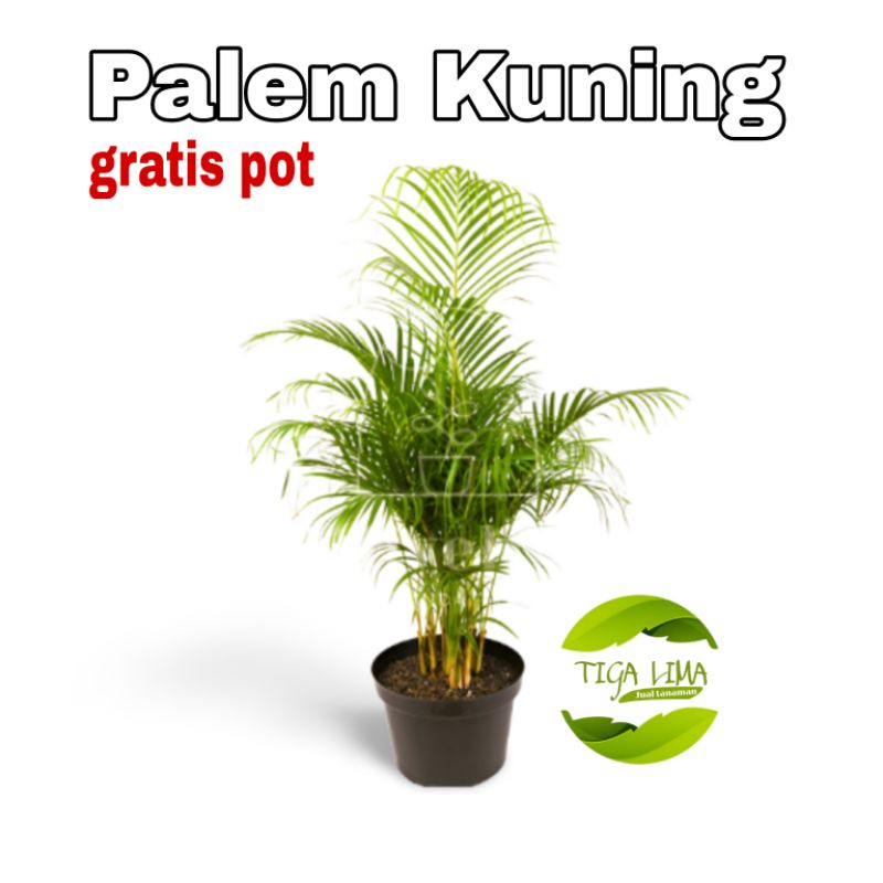 pohon palem kuning/pohon palem hias/tanaman palem kuning
