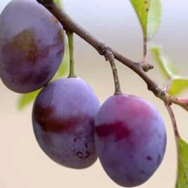 Bibit Plum Ausie