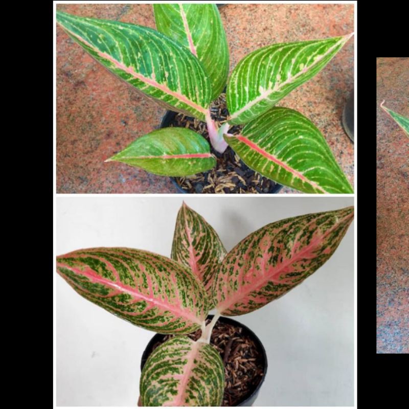 Paket 2 jenis tanaman Aglonema Legacy merah dan Green Legacy