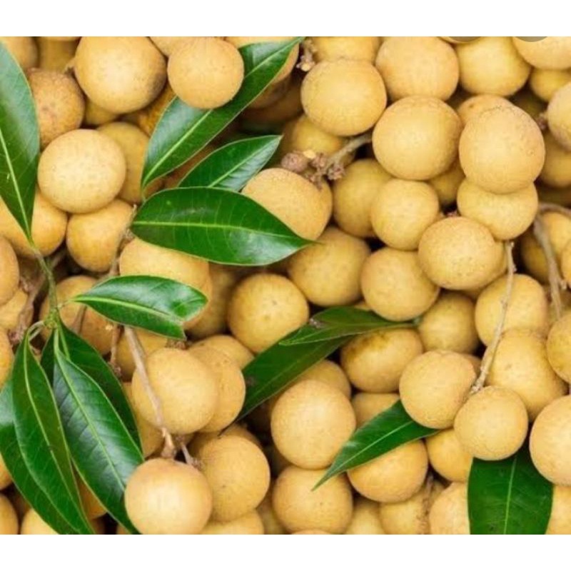 

BUAH LENGKENG PER 500 GR SAYUR SEGAR PALEMBANG