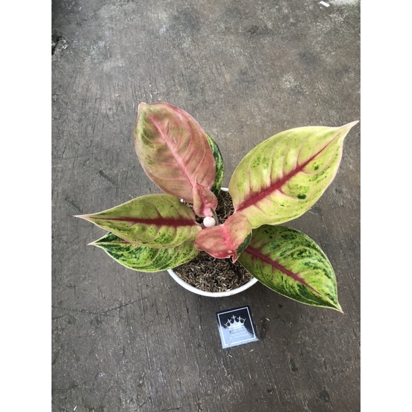 Aglonema jackpot/jamela