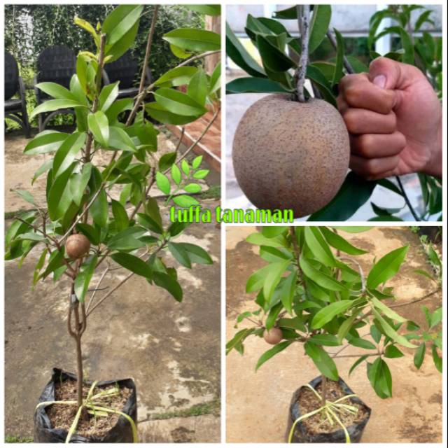 Tanaman buah sawo jumbo sudah berbuah