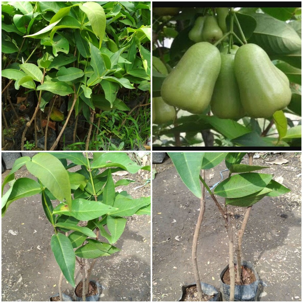 BIBIT JAMBU AIR MADU DELI OKULASI JUMBO CEPAT BERBUAH