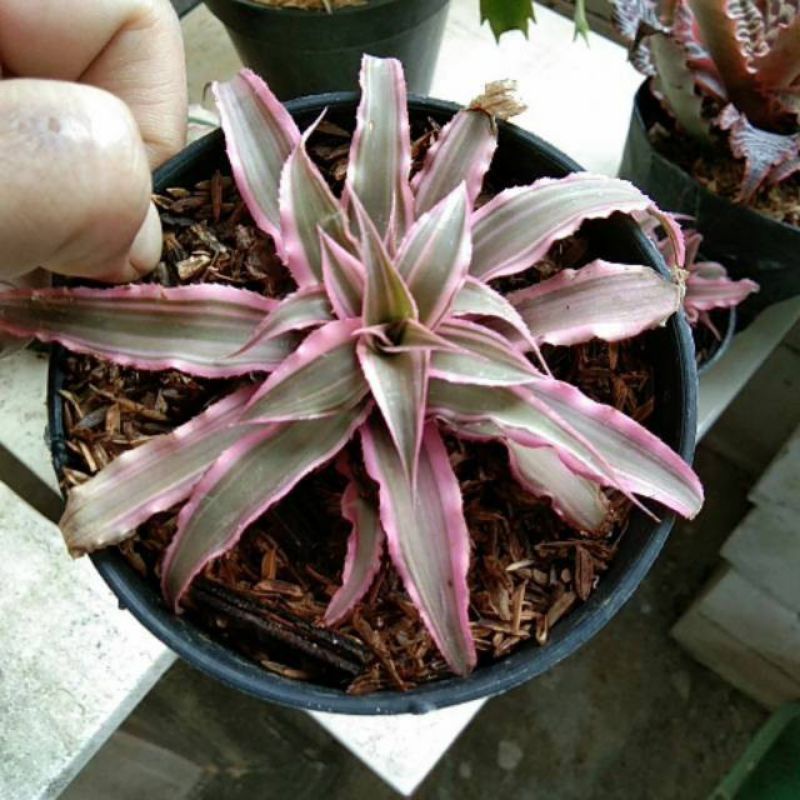 Cryptanthus / tanaman hias cryptanthus pink