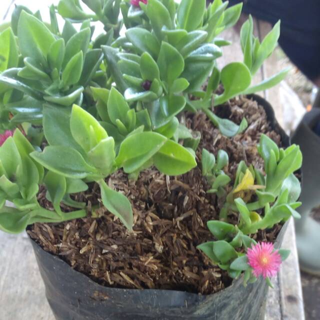 tanaman hias baby sun rose merah