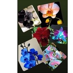 paket 6 anggrek dendrobium Anggrek