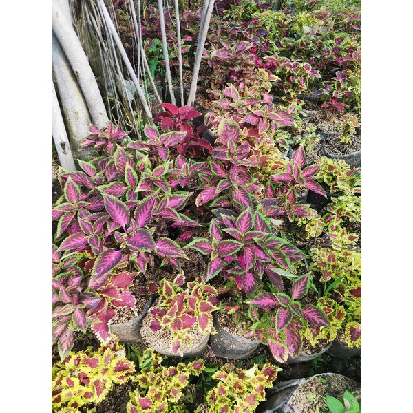 bibit tanaman miyana, pohon miyana