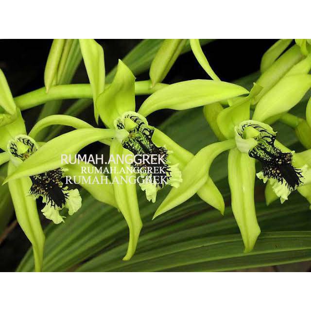 Coelogyne Pandurata/ Anggrek Hitam