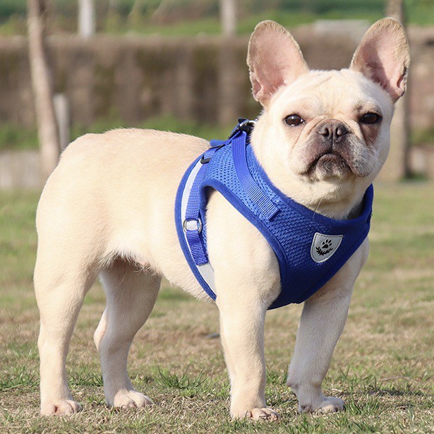 [ PROMO ] HARNESS KUCING HARNESS ANJING TALI KUCING ROMPI KUCING TALI KUCING TUNTUN ROMPI KUCING