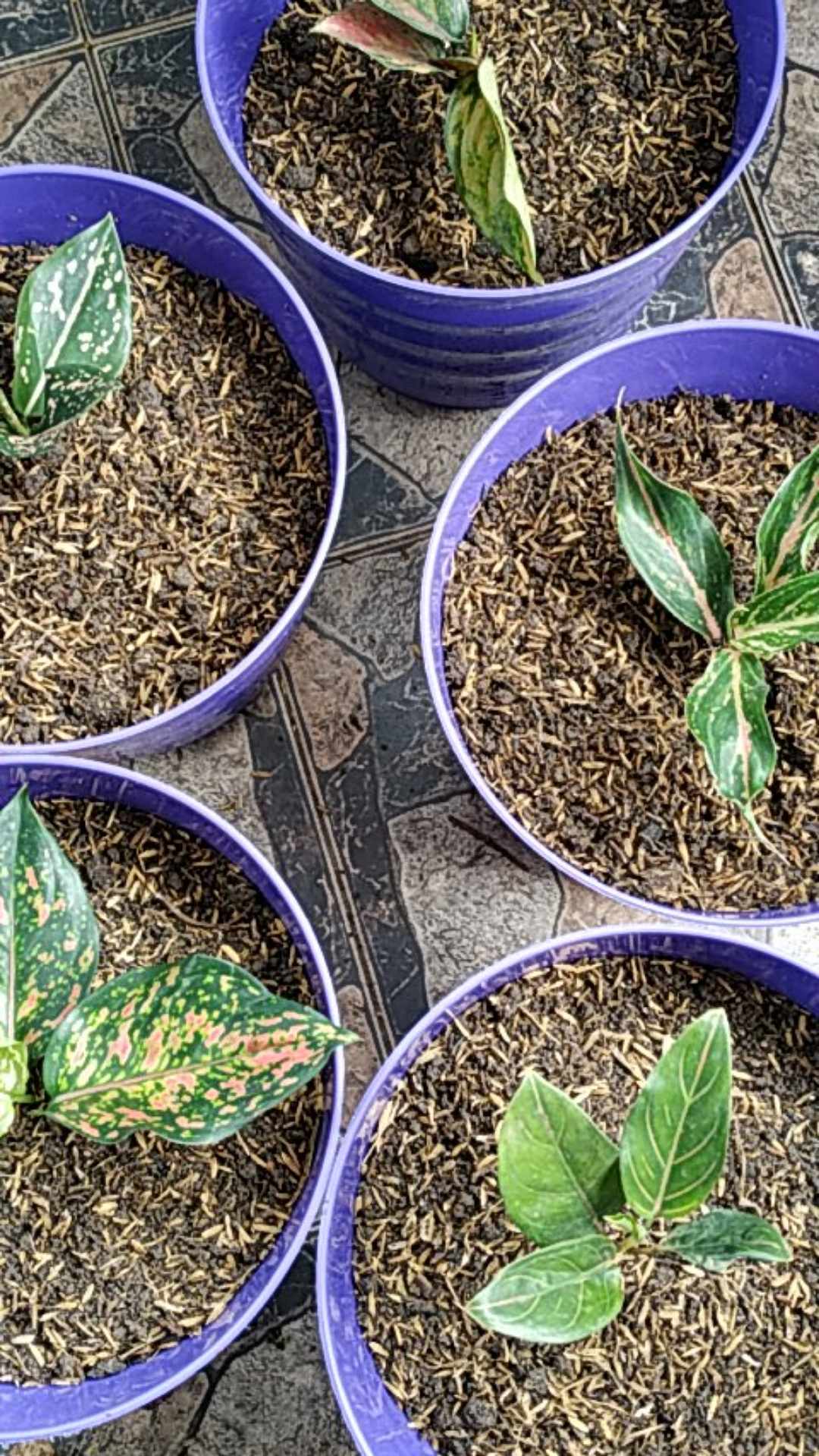 Pohon Aglonema Rotundum 4-5 Batang Daun