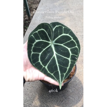 anthurium Clarinervium pagoda ori