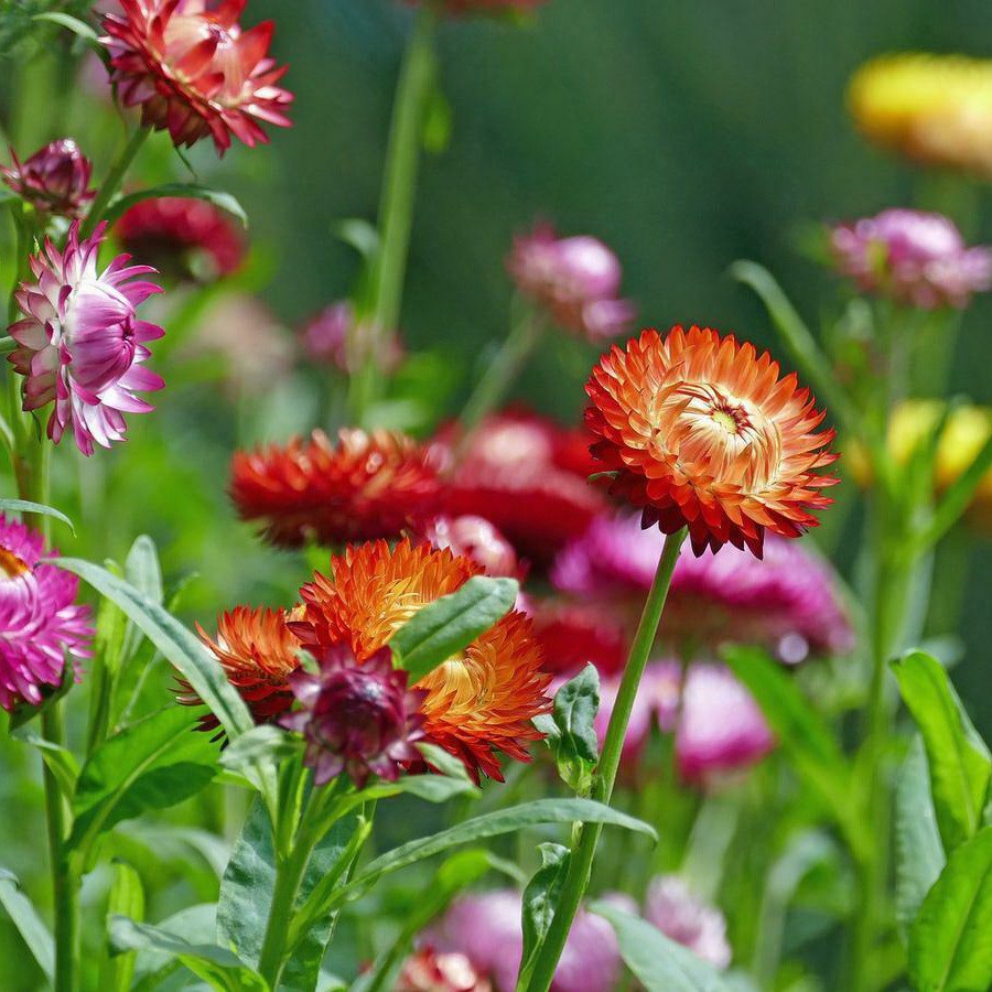 [Best Selling] 10 Seeds - Strawflower Swiss Giant Mix Bunga Biji Benih Bibit - SR0037