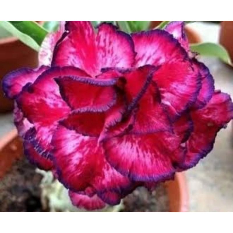 

Bibit bunga kamboja adenium bunga tumpuk merah/kamboja jepang