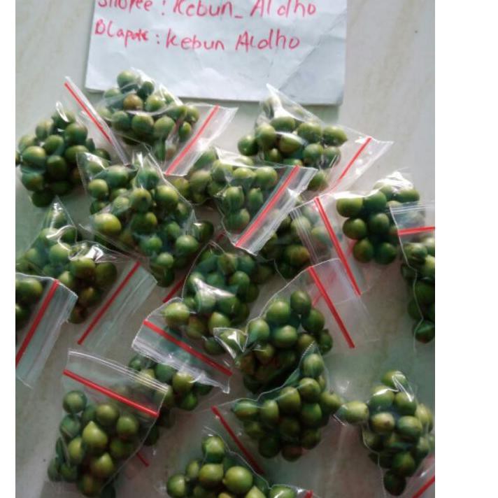 Terlaris biji lohansung mawar