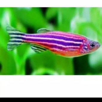 

ikan pureple