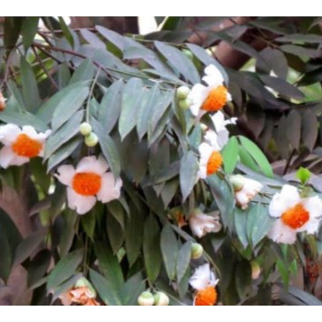 Bibit Bunga Nagasari