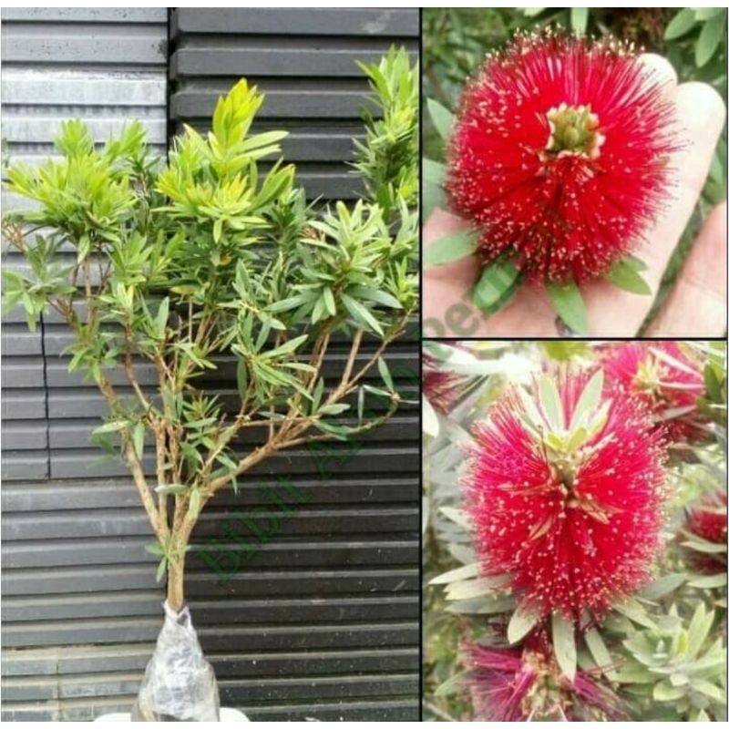 Bibit bunga Callistemon atau Sikat Botol Bangkok