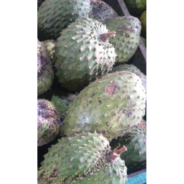 

Buah sirsak utuh|sirsak fresh|buah segar|buah segar bandung|sirsak bandung|nuri fruits