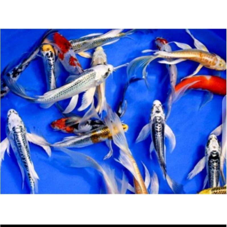 Ikan Koi Slayer KUMPAY