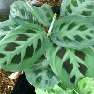 Bibit Tanaman Hias Calathea Levonero/ Calathea Kupu-Kupu