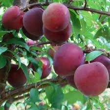 

PLUM AUSTRALIA