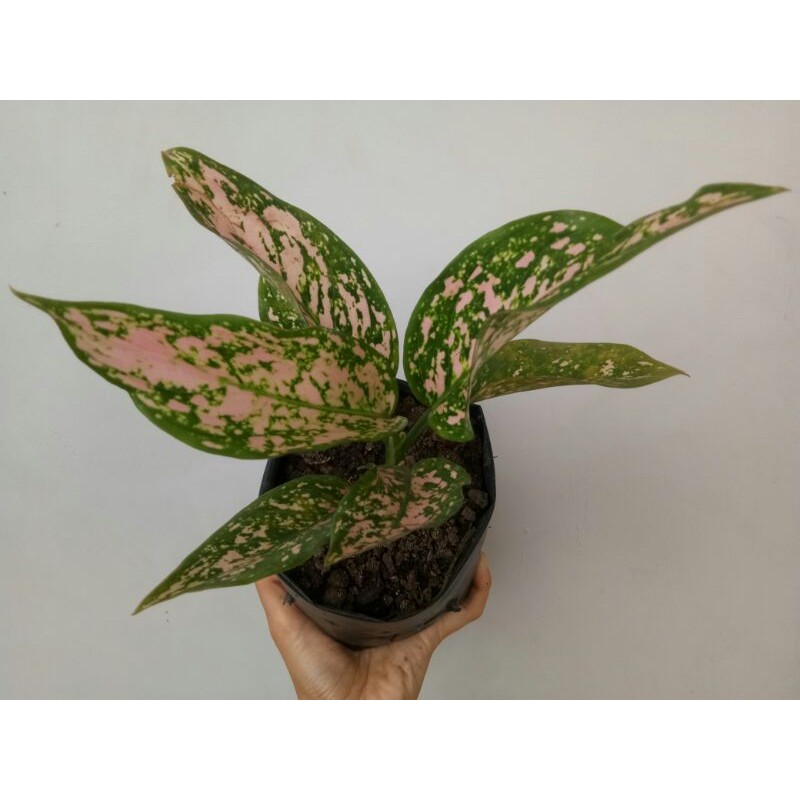 Tanaman Hias Aglonema pink  venus
