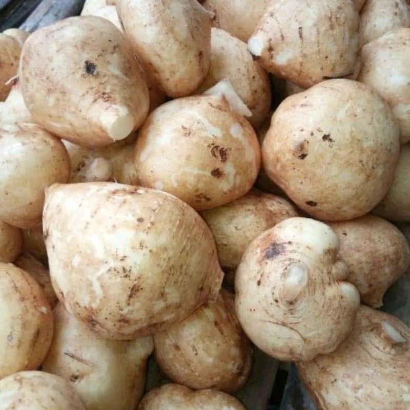 Bengkoang Segar pasar online makassar