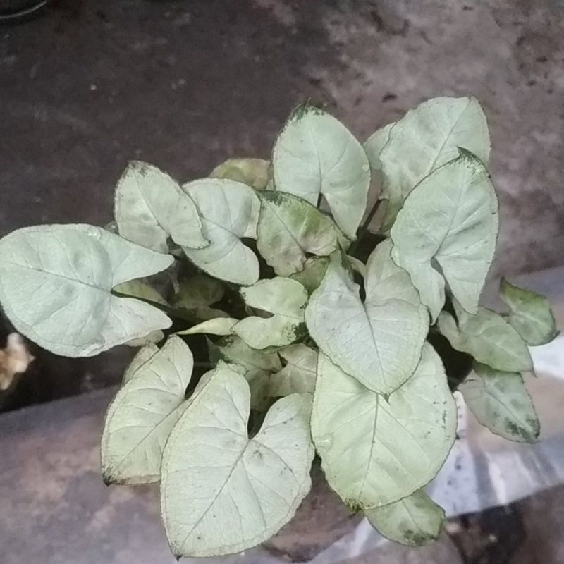 Syngonium Liliput Syngonium Mini Daun Kecil